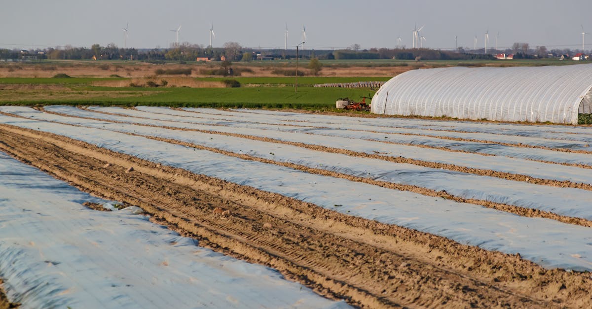 descubre los alimentos energéticos esenciales que potenciarán tu vitalidad y bienestar. aprende sobre sus beneficios y cómo integrarlos en tu dieta diaria para mantener altos niveles de energía.