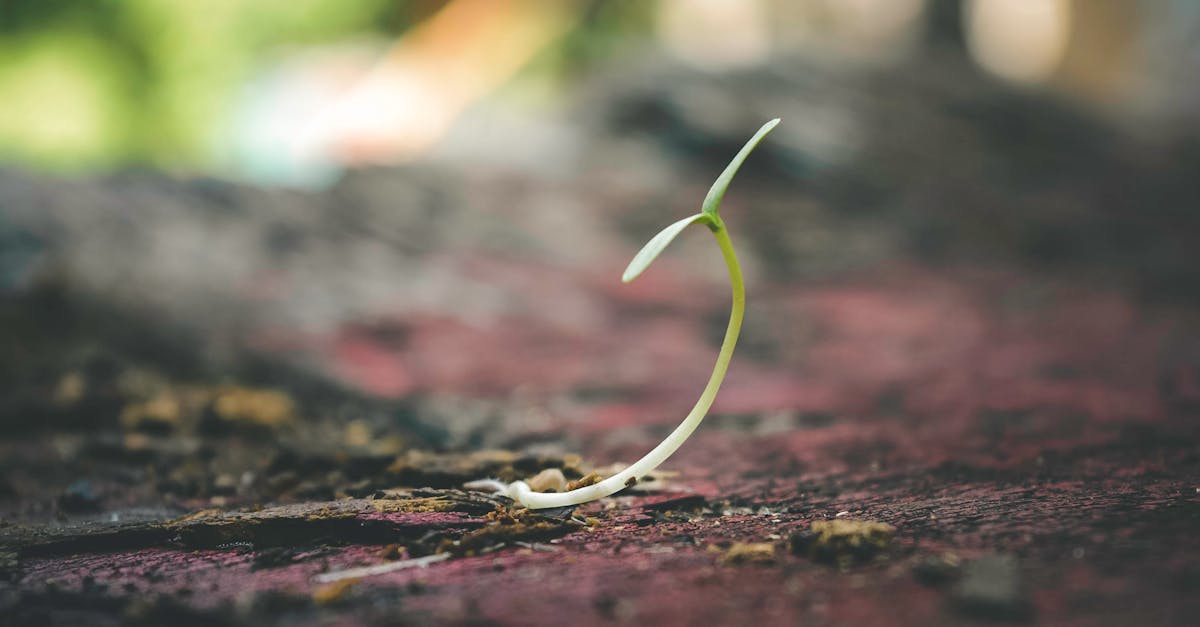 descubre cómo potenciar tu vitalidad y energía diaria a través de hábitos saludables, alimentación equilibrada y ejercicios específicos. mejora tu bienestar y encuentra la clave para vivir una vida plena y activa.